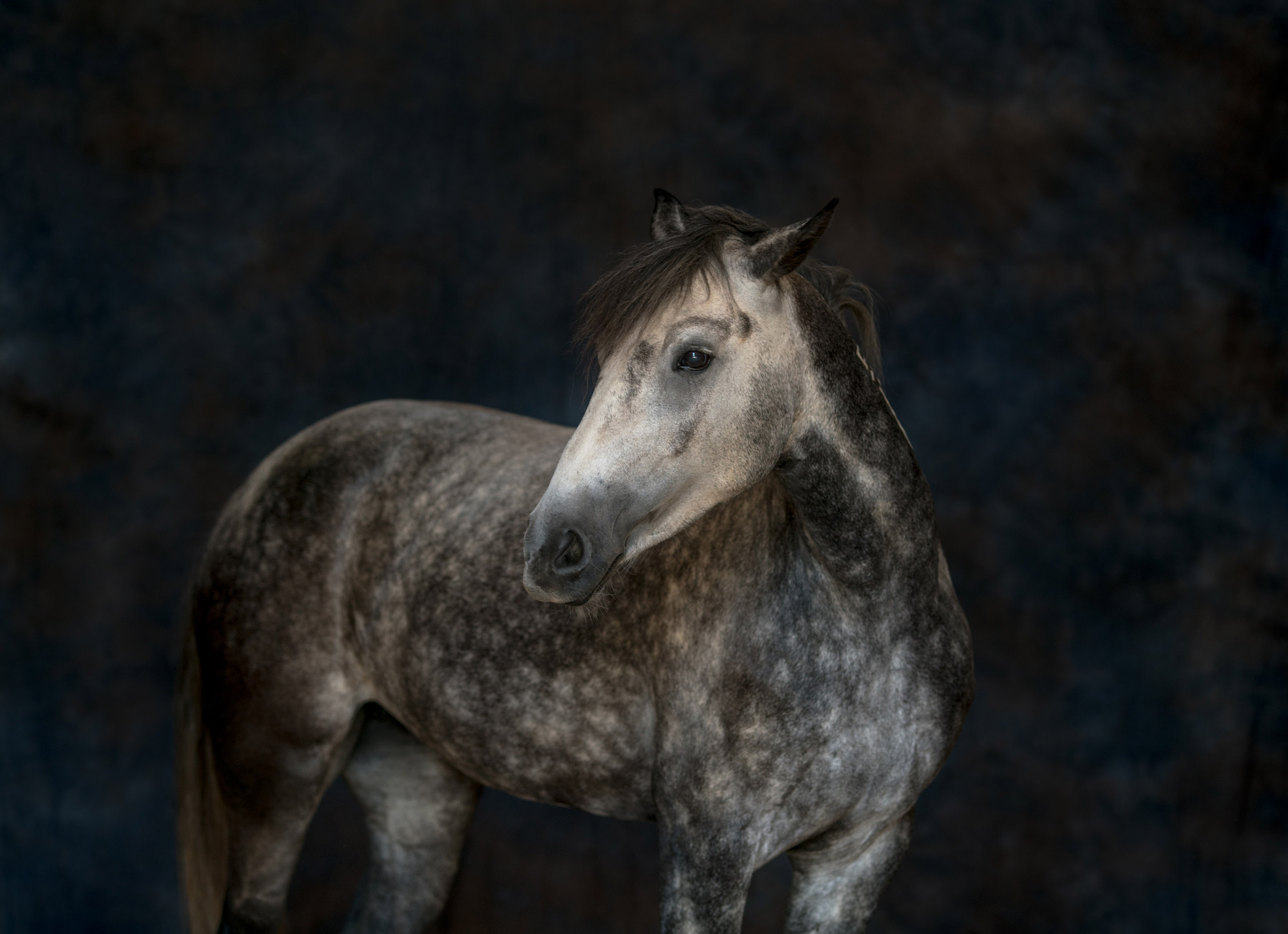 Equestrian-RMJ-15
